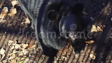 可爱的喜马拉雅<strong>黑熊</strong>仰卧的肖像。 俄罗斯<strong>野生动物</strong>园